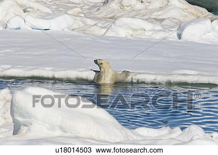 Stock Image - An adult polar bear (Ursus maritimus) pulling itself up from the ocean onto multi-year ice floes in the Barents Sea off the eastern coast of EdgeÏya (Edge Island) in the Svalbard Archipelago, Norway.. Fotosearch