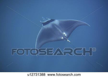 An adult spinetail mobula (Mobula japanica) cruising the surface in the calm waters off Isla del Carmen in the Gulf of California (Sea of Cortez), Baja California, Mexico. View Large Photo Image Stock Photo - An adult spinetail mobula (Mobula japanica) cruising the surface in the calm waters off Isla del Carmen in the Gulf of California (Sea of Cortez), Baja California, Mexico.. Fotosearch