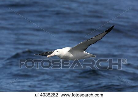 Stock Image - An adult wandering albatross (Diomedea exulans) on the wing in the Drake Passage of the Southern Ocean. This is one of the largest albatross in the world, with a wingspan in excess of 3 meters.. Fotosearch