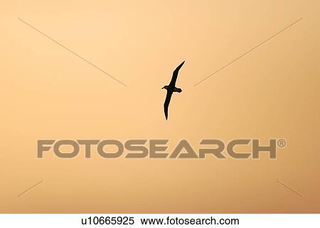 An adult wandering albatross (Diomedea exulans) on the wing at sunset in the Drake Passage of the Southern Ocean. This is one of the largest albatross in the world, with a wingspan in excess of 3 meters. View Large Photo Image Stock Photography - An adult wandering albatross (Diomedea exulans) on the wing at sunset in the Drake Passage of the Southern Ocean. This is one of the largest albatross in the world, with a wingspan in excess of 3 meters.. Fotosearch