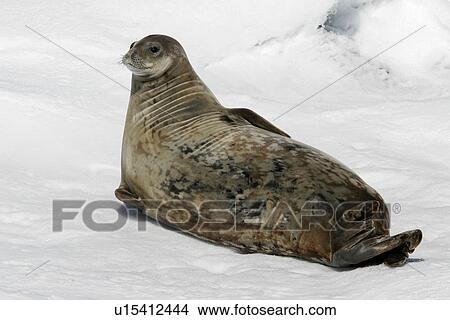 An adult Weddell seal (Leptonychotes weddellii) hauled out on an ice floe in the Weddell Sea near the Antarctic Peninsula. View Large Photo Image Picture - An adult Weddell seal (Leptonychotes weddellii) hauled out on an ice floe in the Weddell Sea near the Antarctic Peninsula.. Fotosearch