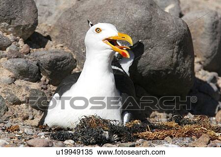An adult yellow-footed gull (Larus livens) on the nesting area on Isla San Esteban in the midriff region of the Gulf of California (Sea of Cortez), Baja California, Mexico. This gull species in endemic to the Gulf of California. View Large Photo Image Stock Photography - An adult yellow-footed gull (Larus livens) on the nesting area on Isla San Esteban in the midriff region of the Gulf of California (Sea of Cortez), Baja California, Mexico. This gull species in endemic to the Gulf of California.. Fotosearch