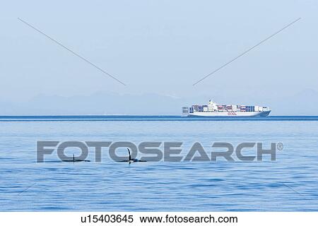 An Orca pod (Orcinus orca) encountered near Waldron Island in the San Juan Island group of Washington State, USA. Pacific Ocean. The Orca is the largest member of the dolphin family (Delphinidae), but is often called the killer whale. Orca often cross bus View Large Photo Image Stock Photography - An Orca pod (Orcinus orca) encountered near Waldron Island in the San Juan Island group of Washington State, USA. Pacific Ocean. The Orca is the largest member of the dolphin family (Delphinidae), but is often called the killer whale. Orca often cross bus. Fotosearch