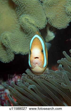 Anemone fish defending nest, Amphiprion sp., Mili, Marshall Islands (N. Pacific) View Large Photo Image Stock Photo - Anemone fish defending nest, Amphiprion sp., Mili, Marshall Islands (N. Pacific). Fotosearch