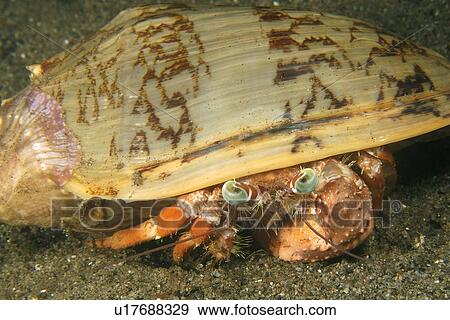Anemone Hermit Crab (Dardanus pedunculatus) Dumaguete, s Island, Philippines View Large Photo Image Stock Photo - Anemone Hermit Crab (Dardanus pedunculatus) Dumaguete, s Island, Philippines. Fotosearch