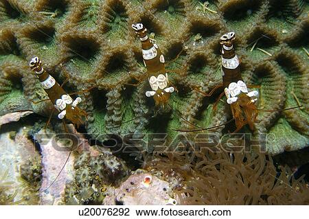 Stock Image - Anemone or squat shrimp, Thor amboinensis, Gato Island, Cebu, Philippines. Fotosearch