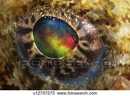 Anglerfish (Lophius Piscatorius). Eye detail. St Abbs Head, Scotland, UK, North Sea. View Large Photo Image Stock Image - Anglerfish (Lophius Piscatorius). Eye detail. St Abbs Head, Scotland, UK, North Sea.. Fotosearch