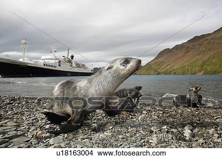 Picture - Antarctic fur seal (Arctocephalus gazella) pups in front of the National Geographic Endeavour at the abandoned whaling station at Stromness on the island of South Georgia. Atlantic Ocean.. Fotosearch