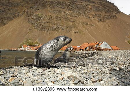 Antarctic fur seal (Arctocephalus gazella) pups at the abandoned whaling station at Stromness on the island of South Georgia, southern Atlantic Ocean. View Large Photo Image Stock Image - Antarctic fur seal (Arctocephalus gazella) pups at the abandoned whaling station at Stromness on the island of South Georgia, southern Atlantic Ocean.. Fotosearch