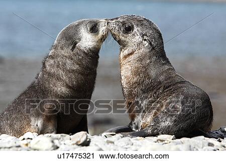 Antarctic Fur Seal (Arctocephalus gazella) pups playing at Stromness Whaling Station on the island of South Georgia, Southern Atlantic Ocean. View Large Photo Image Stock Image - Antarctic Fur Seal (Arctocephalus gazella) pups playing at Stromness Whaling Station on the island of South Georgia, Southern Atlantic Ocean.. Fotosearch