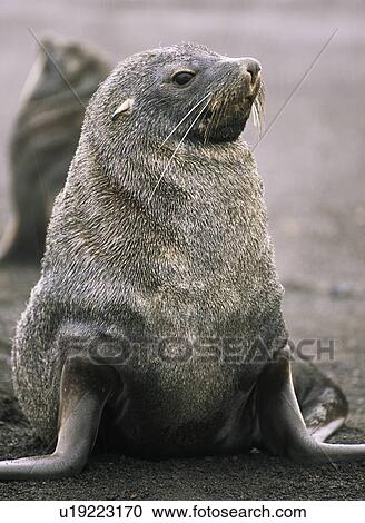 Antarctic fur seal (Arctocephalus gazella) Deception Island, Antarctic Peninsula View Large Photo Image Stock Image - Antarctic fur seal (Arctocephalus gazella) Deception Island, Antarctic Peninsula. Fotosearch