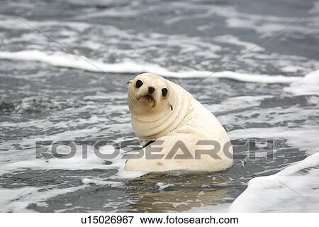 Antarctic fur seal (Arctocephalus gazella) pup playing in the surf at Fortuna Bay on the island of South Georgia, southern Atlantic Ocean. Pictured here is a rare blonde, or leucistic (lack of melanin), pup as compared to the normally dark coloured pup. View Large Photo Image Stock Photo - Antarctic fur seal (Arctocephalus gazella) pup playing in the surf at Fortuna Bay on the island of South Georgia, southern Atlantic Ocean. Pictured here is a rare blonde, or leucistic (lack of melanin), pup as compared to the normally dark coloured pup.. Fotosearch