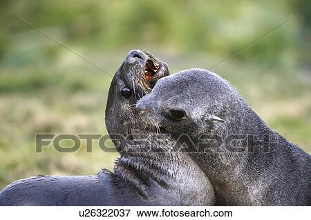 Stock Photo - Antarctic fur seal (Arctocephalus gazella) pups mock-fighting at the abandoned whaling station at Grytviken on the island of South Georgia, southern Atlantic Ocean.. Fotosearch