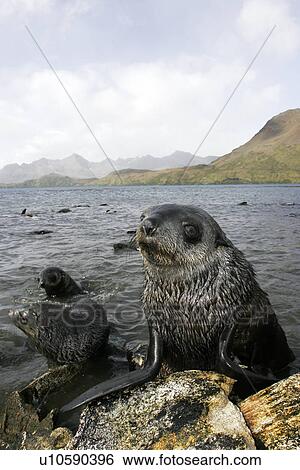 Antarctic Fur Seal (Arctocephalus gazella) on the island of South Georgia, Southern Atlantic Ocean. View Large Photo Image Stock Photograph - Antarctic Fur Seal (Arctocephalus gazella) on the island of South Georgia, Southern Atlantic Ocean.. Fotosearch
