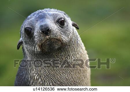 Stock Photograph - Antarctic fur seal (Arctocephalus gazella) pups at the abandoned whaling station at Grytviken on the island of South Georgia, southern Atlantic Ocean.. Fotosearch