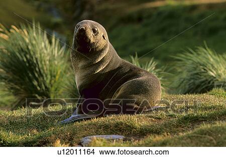 Picture - Antarctic Fur Seal (Balaenoptera Musculus) sitting in between tussock grass. Grytviken, South Georgia, Subantarctic, Southern Ocean.. Fotosearch