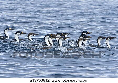 Stock Image - Antarctic Shag (Phalacrocorax (atriceps) bransfieldensis) in foraging group near Cierva Point on the Danco Coast of the Antarctic Peninsula. This is the only blue-eyed shag species that does not move further north than the Antarctic Peninsula, even in win. Fotosearch