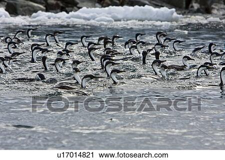 Stock Image - Antarctic Shag (Phalacrocorax (atriceps) bransfieldensis) in foraging group near the Argentine Island Group on the west Coast of the Antarctic Peninsula. This is the only blue-eyed shag species that does not move further north than the Antarctic Peninsula. Fotosearch