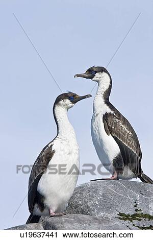 Stock Image - Antarctic Shag (Phalacrocorax (atriceps) bransfieldensis) on breeding colony on Petermann Island on the west side of the Antarctic Peninsula. This is the only blue-eyed shag species that does not move further north than the Antarctic Peninsula, even in wi. Fotosearch