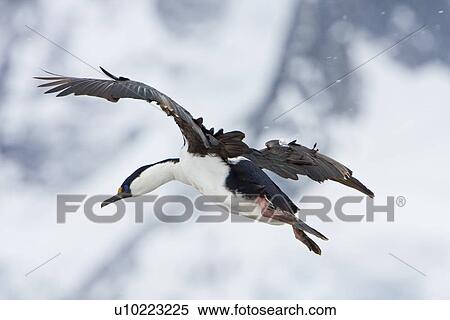 Antarctic Shag (Phalacrocorax (atriceps) bransfieldensis) in flight on breeding colony on Petermann Island on the west side of the Antarctic Peninsula. This is the only blue-eyed shag species that does not move further north than the Antarctic Peninsula, View Large Photo Image Stock Photography - Antarctic Shag (Phalacrocorax (atriceps) bransfieldensis) in flight on breeding colony on Petermann Island on the west side of the Antarctic Peninsula. This is the only blue-eyed shag species that does not move further north than the Antarctic Peninsula, . Fotosearch