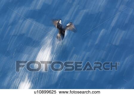 Stock Photography - Antarctic Shag (Phalacrocorax (atriceps) bransfieldensis) taking flight near Petermann Island near the Antarctic Peninsula. This is the only blue-eyed shag species that does not move further north than the Antarctic Peninsula, even in winter.. Fotosearch