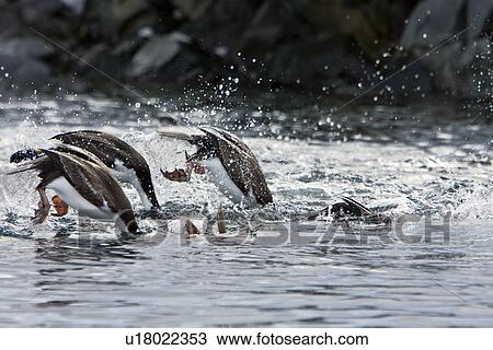 Antarctic Shags (Phalacrocorax (atriceps) bransfieldensis) diving in foraging group near the Argentine Island Group on the west Coast of the Antarctic Peninsula. This is the only blue-eyed shag species that does not move further north than the Antarctic P View Large Photo Image Stock Image - Antarctic Shags (Phalacrocorax (atriceps) bransfieldensis) diving in foraging group near the Argentine Island Group on the west Coast of the Antarctic Peninsula. This is the only blue-eyed shag species that does not move further north than the Antarctic P. Fotosearch