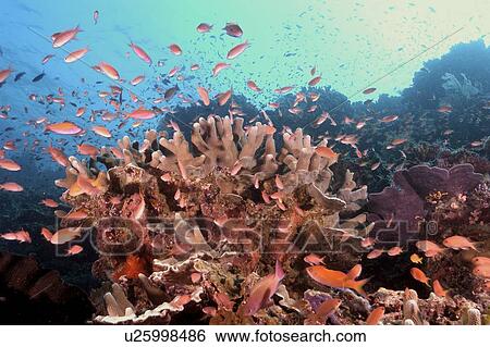 Anthias and Fire Coral. Borneo, Malaysia View Large Photo Image Stock Photograph - Anthias and Fire Coral. Borneo, Malaysia. Fotosearch