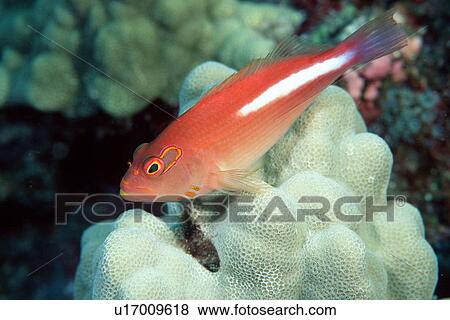 Arc-eye Hawkfish (Paracirrhites arcatus) Kailua-Kona, Hawaii (N. Pacific) View Large Photo Image Stock Photo - Arc-eye Hawkfish (Paracirrhites arcatus) Kailua-Kona, Hawaii (N. Pacific). Fotosearch