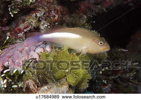 Arc-eye Hawkfish (Paracirrhites arcatus) perched on algae, (Microdyction sp. ) Ailuk atoll, Marshall Islands, Pacific| View Large Photo Image Stock Photo - Arc-eye Hawkfish (Paracirrhites arcatus) perched on algae, (Microdyction sp. ) Ailuk atoll, Marshall Islands, Pacific|. Fotosearch