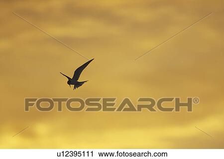 Arctic Tern (Sterna paradisaea) flying silhouetted against orange early morning sky. Soroby, Argyll,, Scotland, UK View Large Photo Image Stock Image - Arctic Tern (Sterna paradisaea) flying silhouetted against orange early morning sky. Soroby, Argyll,, Scotland, UK. Fotosearch