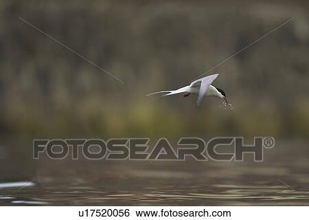 Arctic Tern (Sterna paradisaea) flying in Oban town centre with fish in mouth. Oban, Argyll, Scotland, UK View Large Photo Image Stock Photograph - Arctic Tern (Sterna paradisaea) flying in Oban town centre with fish in mouth. Oban, Argyll, Scotland, UK. Fotosearch
