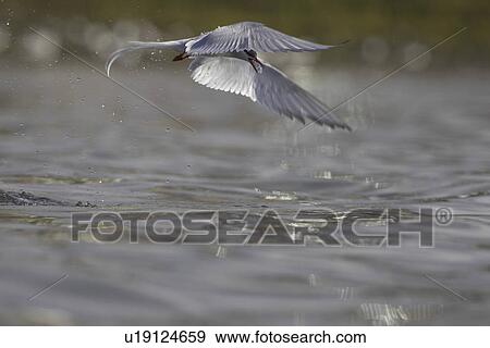 Arctic Tern (Sterna paradisaea) emerging from water after a dive attempting to catch a fish while fishing in Oban town centre. Oban, Argyll, Scotland, UK View Large Photo Image Stock Photo - Arctic Tern (Sterna paradisaea) emerging from water after a dive attempting to catch a fish while fishing in Oban town centre. Oban, Argyll, Scotland, UK. Fotosearch