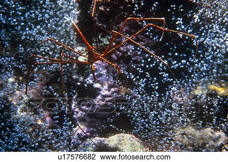 Arrow Head crab (Stenorthynchus seticornis) walking delicately across coral reef. Caymen Islands View Large Photo Image Stock Image - Arrow Head crab (Stenorthynchus seticornis) walking delicately across coral reef. Caymen Islands. Fotosearch