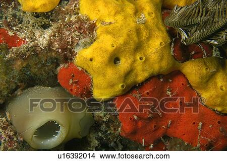Picture - Ascidian next to yellow and red encrusting sponges, West Escarceo, Puerto Galera, Mindoro, Philippines. Fotosearch