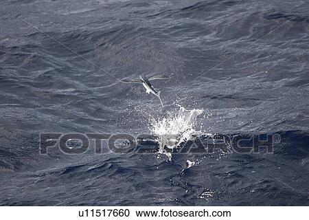 Stock Image - Atlantic flying fish (Cypselurus melanurus) fleeing the bow and taking flight for safety near Ascension Island in the Atlantic Ocean.. Fotosearch