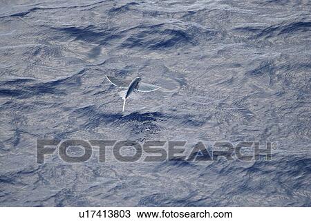 Atlantic flying fish (Cypselurus melanurus) fleeing the bow and taking flight for safety near Ascension Island in the Atlantic Ocean. View Large Photo Image Stock Image - Atlantic flying fish (Cypselurus melanurus) fleeing the bow and taking flight for safety near Ascension Island in the Atlantic Ocean.. Fotosearch