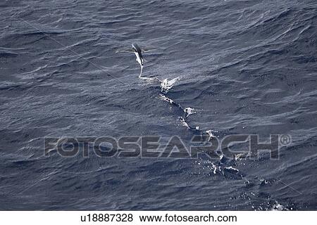 Atlantic flying fish (Cypselurus melanurus) fleeing the bow and taking flight for safety near Ascension Island in the Atlantic Ocean. View Large Photo Image Stock Photo - Atlantic flying fish (Cypselurus melanurus) fleeing the bow and taking flight for safety near Ascension Island in the Atlantic Ocean.. Fotosearch