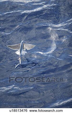 Stock Photograph - Atlantic flying fish (Cypselurus melanurus) fleeing the bow and taking flight for safety near Ascension Island in the Atlantic Ocean.. Fotosearch