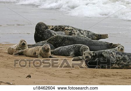 Picture - Atlantic grey seal (Halichoerus grypu) haul out site with males, females and youung together. NE Scotland . Fotosearch
