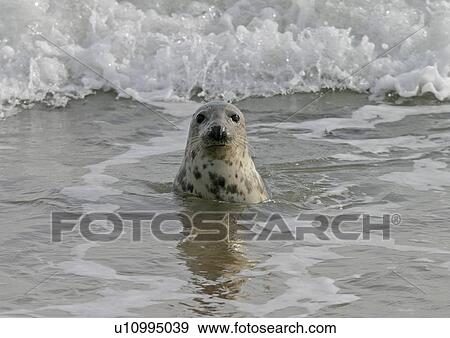Atlantic grey seal (Halichoerus grypu) in surf. NE Scotland View Large Photo Image Stock Photo - Atlantic grey seal (Halichoerus grypu) in surf. NE Scotland. Fotosearch
