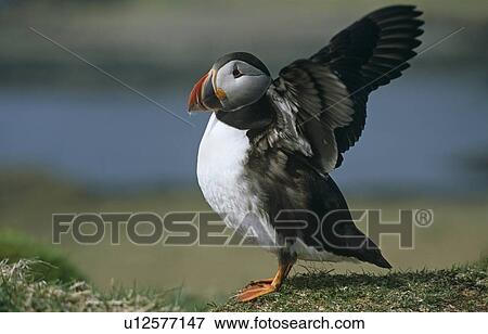 Atlantic (horned) puffin (Fratercula arctica). Hebrides, Scotland View Large Photo Image Stock Photo - Atlantic (horned) puffin (Fratercula arctica). Hebrides, Scotland. Fotosearch