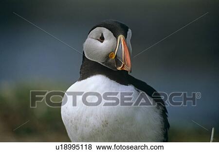 Stock Photo - Atlantic (horned) puffin (Fratercula arctica). Hebrides, Scotland. Fotosearch