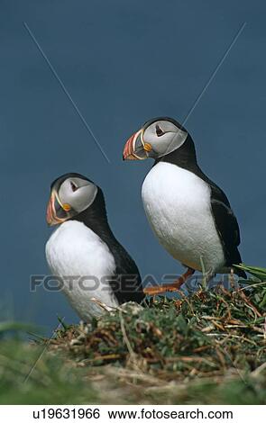 Atlantic (Horned) puffin (Fratercula arctica). Hebrides, Scotland View Large Photo Image Stock Photograph - Atlantic (Horned) puffin (Fratercula arctica). Hebrides, Scotland. Fotosearch
