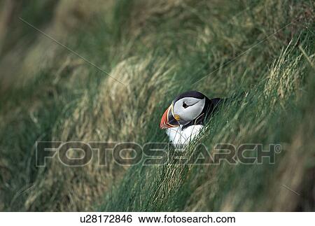 Stock Photograph - Atlantic puffin (Fratercula arctica) sitting at entrance to burrow. Sumburgh Head, Shetland Islands, Scotland. Fotosearch