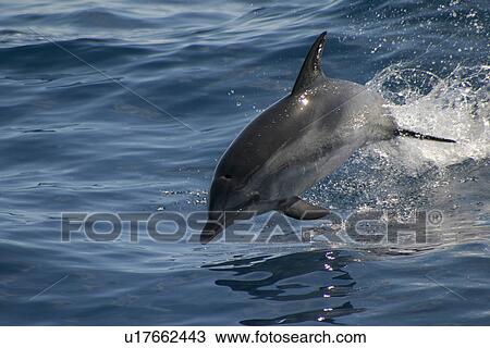 Stock Image - Atlantic spotted dolphin porpoising (Stenella frontalis) Azores, Atlantic Ocean. Fotosearch