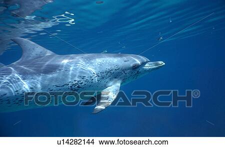 Picture - Atlantic spotted dolphin (Stenella frontalis) just under the surface. Bimini, Bahamas.. Fotosearch