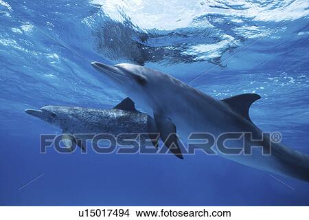 Picture - Atlantic Spotted Dolphin, Stenella frontalis, underwater on the Little Bahama Banks, GBI, Bahamas. Fotosearch