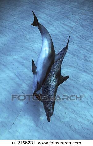 Atlantic Spotted Dolphin (Stenella frontalis) underwater. Little Bahama Banks, Grand Bahama Island, Bahamas. View Large Photo Image Stock Image - Atlantic Spotted Dolphin (Stenella frontalis) underwater. Little Bahama Banks, Grand Bahama Island, Bahamas.. Fotosearch