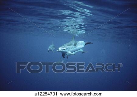 Atlantic Spotted Dolphin (Stenella frontalis) head on underwater. Azores View Large Photo Image Stock Image - Atlantic Spotted Dolphin (Stenella frontalis) head on underwater. Azores. Fotosearch