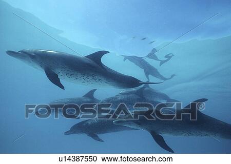 Atlantic Spotted Dolphin Stenella frontalis underwater on the Little Bahama Banks, GBI, Bahamas View Large Photo Image Stock Image - Atlantic Spotted Dolphin Stenella frontalis underwater on the Little Bahama Banks, GBI, Bahamas. Fotosearch